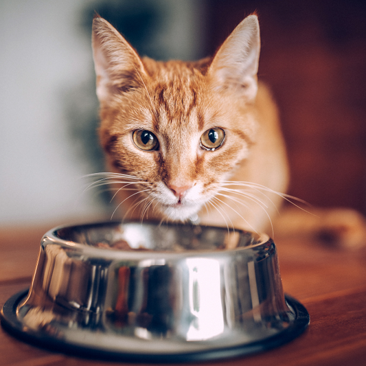 Πρέπει να ταΐζω τη γάτα μου υγρή ή ξηρά τροφή; Πλεονεκτήματα & μειονεκτήματα κάθε λύσης