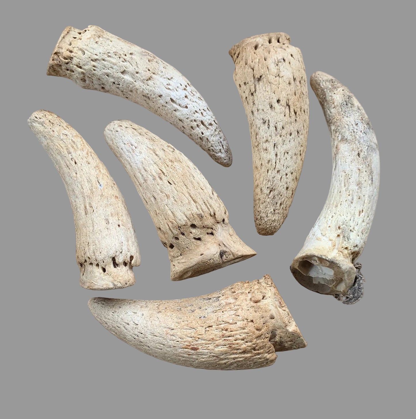 Λιχουδιά σκύλου Κέρατο COW MARROW HORN