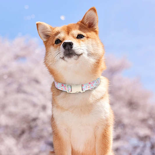 Περιλαίμιο σκύλου Cute Paw