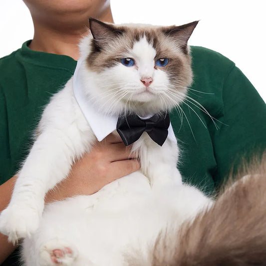 Παπιγιόν σκύλου-γάτας BOWTIE