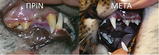 Συμπλήρωμα διατροφής γάτας Plaque Off σκόνη δοντιών(40gr)