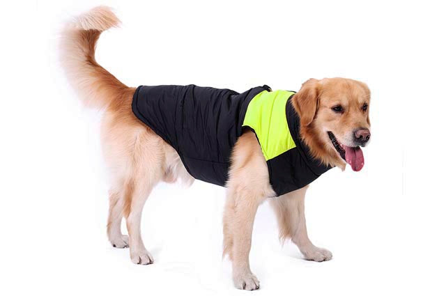 Ρούχο σκύλου Μπουφάν Ημιαδιάβροχο Ready For Walk