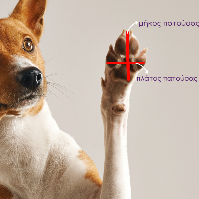 Παπούτσια σκύλου Ferribiella Walker City