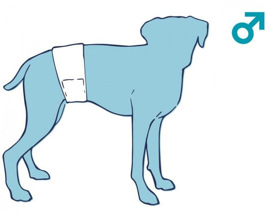 Πάνα για αρσενικούς σκύλους NOBBY