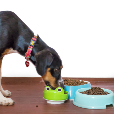 Πρακτικός οδηγός: Επίλεξε τροφή για το σκύλο σου σε 5 απλά βήματα.