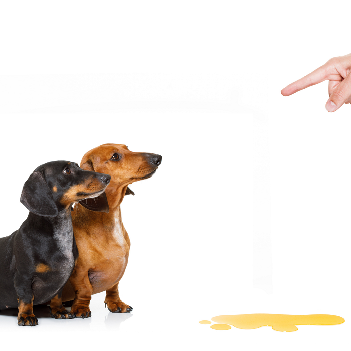 Πώς φεύγει η μυρωδιά από ούρα σκύλου; Όσα πρέπει να προσέξετε για να μη συμβεί ξανά