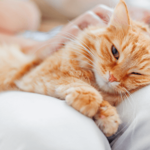 Ονόματα για Γάτες: Τα πιο Έξυπνα Ονόματα Γατών! - petastero