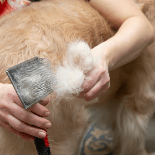 Τριχόπτωση Σκύλου: 5 Πρακτικά TIP Θεραπείας / Αντιμετώπισης - petastero