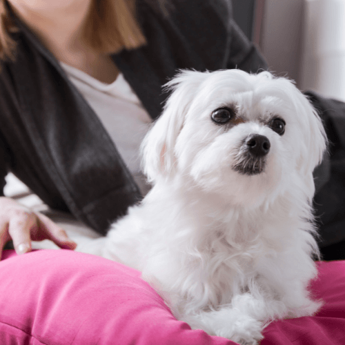 Μαλτεζ Σκυλια Πληροφοριες: 5 Tips για τα Μαλτεζακια σας! - petastero