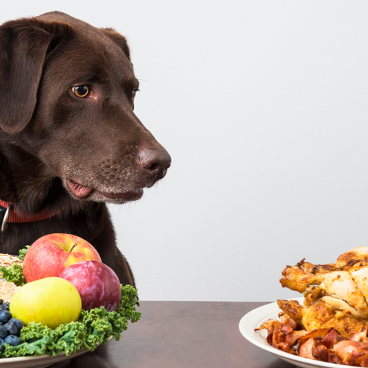 σκύλος μπροστά από ανθρώπινο φαγητό