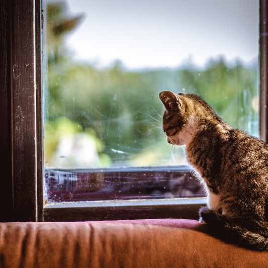 9 τρόποι να διαχειριστείτε το άγχος αποχωρισμού της γάτας σας όταν λείπετε