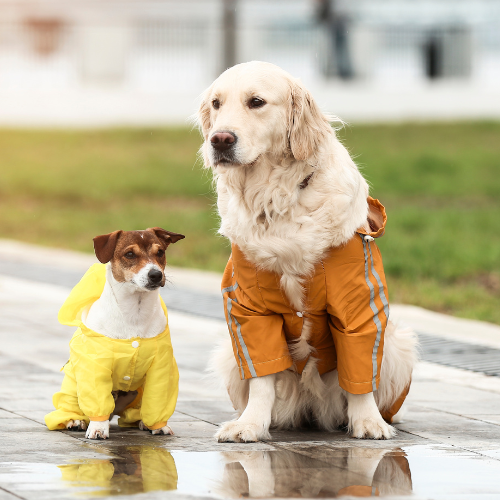 μικρός και μεγάλος σκύλος φορούν αδιάβροχα σκύλου