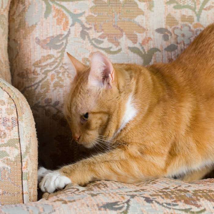 γάτα γρατζουνάει τον καναπέ