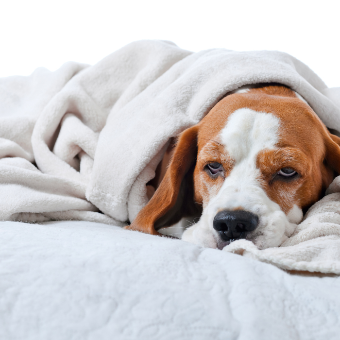 σκεπασμένος σκύλος με κουβέρτα σκύλου