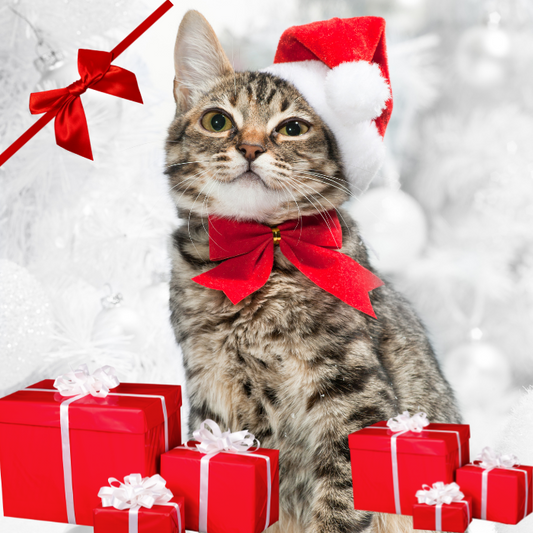 γάτα με Χριστουγεννιάτικα δώρα για γάτες