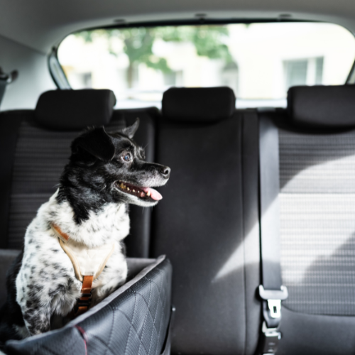 σκύλος μέσα σε κάθισμα αυτοκινήτου σκύλου