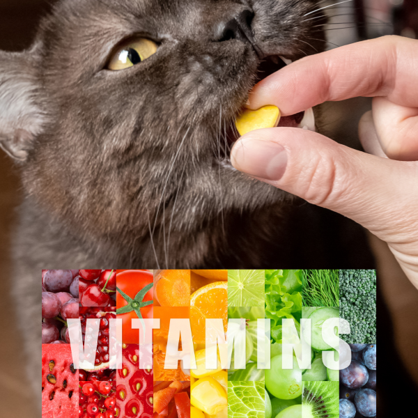 γάτα τρώει βιταμίνες