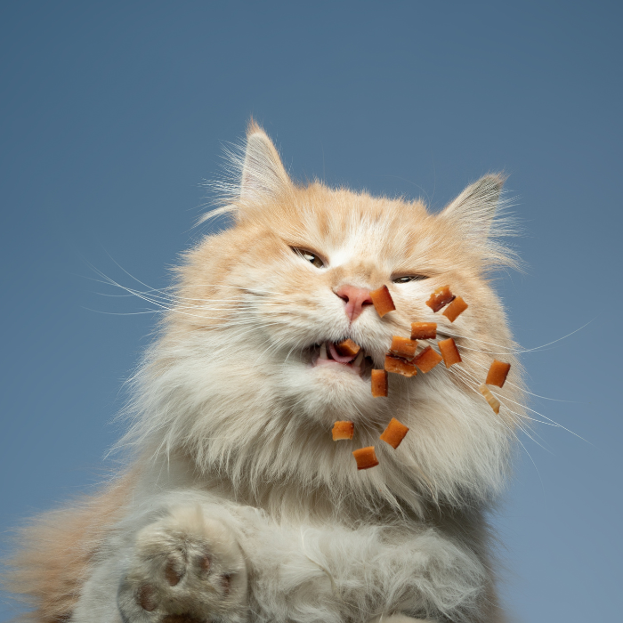 γάτα τρώει ξηρά τροφή 