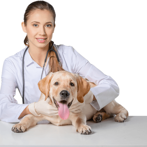 14 Δερματικές Ασθένειες Σκύλων / Αρρώστιες - Δερματικά Προβλήματα - petastero