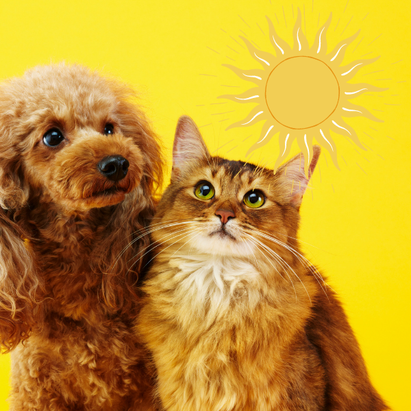 σκύλος και γάτα κάτω από clipart ήλιο
