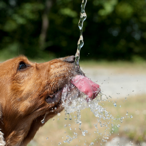 σκύλος πίνει τρεχούμενο νερό