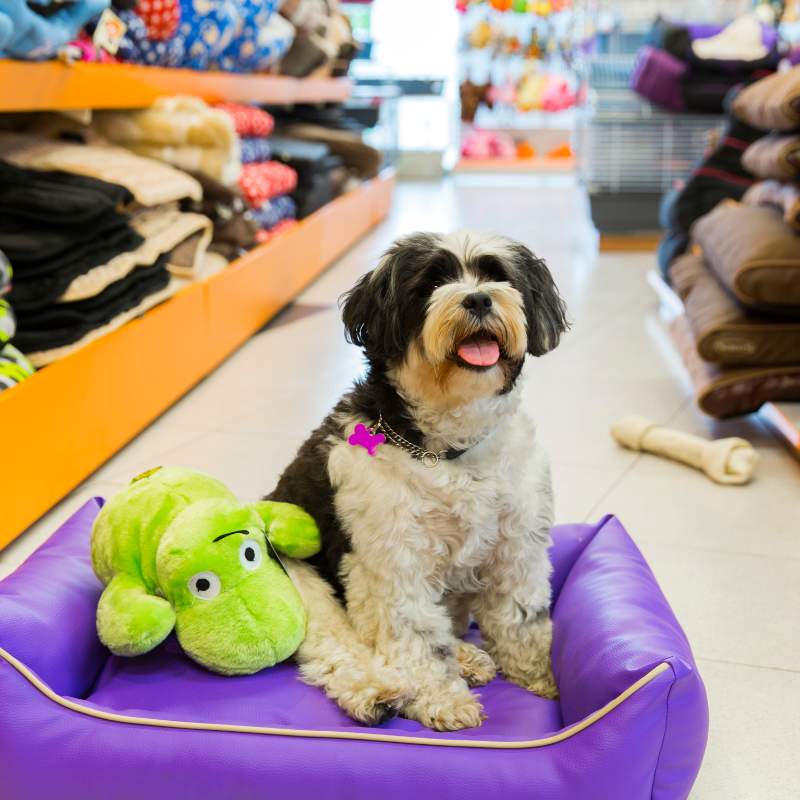 σκύλος σε κρεβατάκι μέσα σε Pet shop