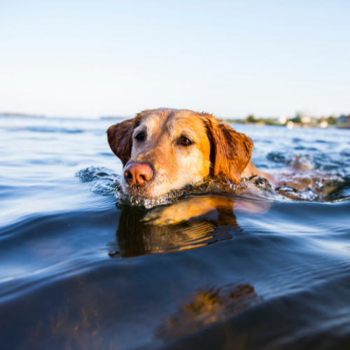σκύλος κολυμπά στη θάλασσα