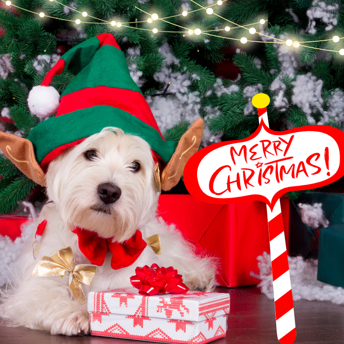 σκύλος με Χριστουγεννιάτικη στολή σκύλου
