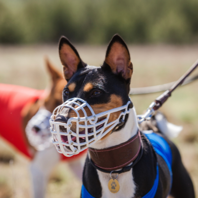 Φίμωτρα σκύλου: Πότε τα χρησιμοποιούμε & τι πρέπει να προσέξετε
