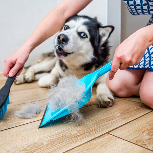 γυναίκα σκουπίζει τρίχες σκύλου από το πάτωμα