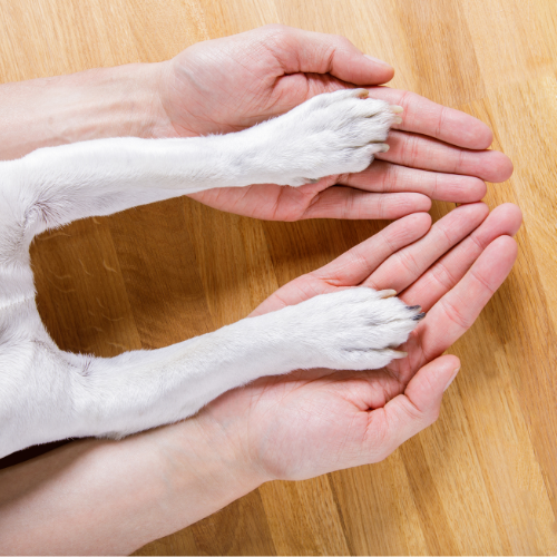 πόδια σκύλου μέσα σε χέρια ανθρώπου