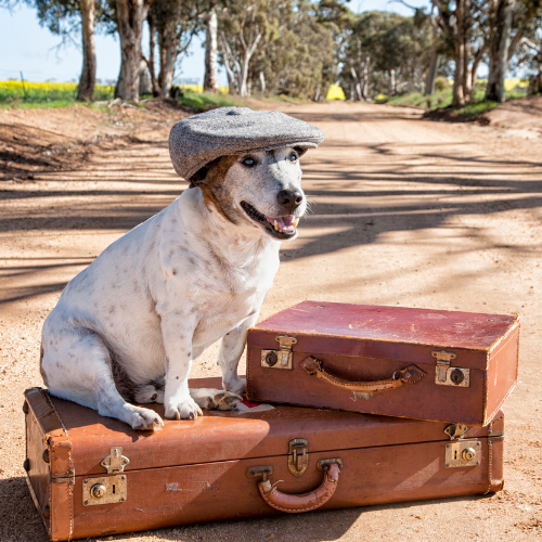 σκύλος με καπέλο κάθεται πάνω σε βαλίτσες