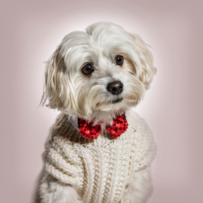 πορτρέτο σκύλου με μάλλινο ρούχο