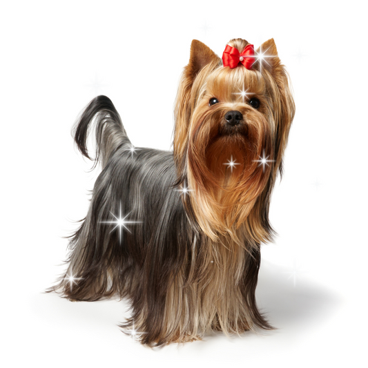 yorkhire terrier με λαμπερό τρίχωμα