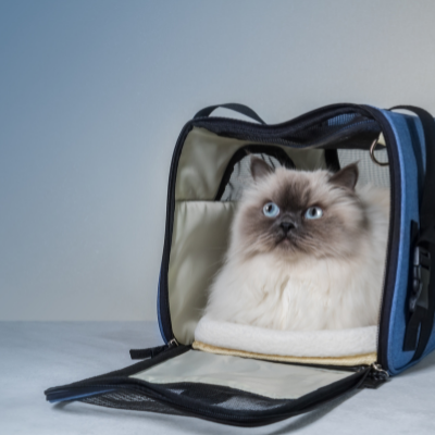 Μεταφορά γάτας: Τι πρέπει να προσέξεις για την ασφάλειά της & ποια τσάντα να επιλέξεις
