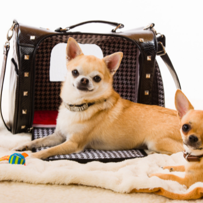 Τσάντες μεταφοράς σκύλου: Πώς να επιλέξεις την κατάλληλη για σένα και το ζωάκι σου