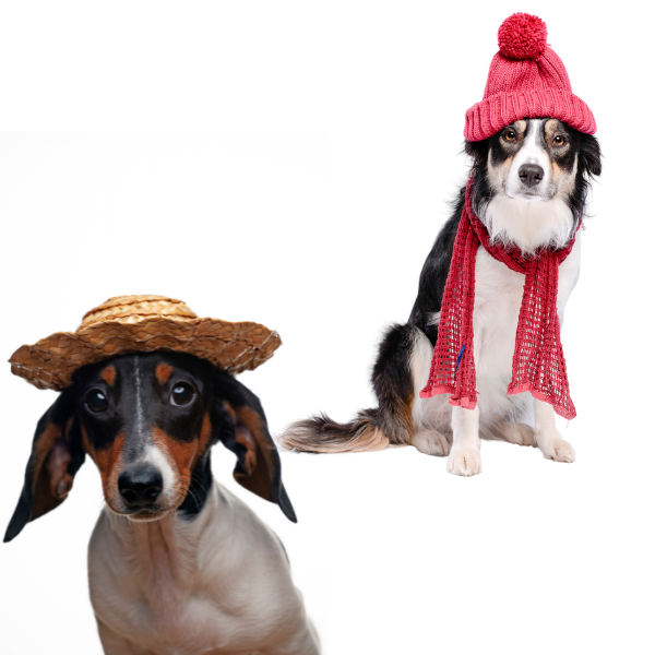 Καπέλα, Σκουφιά και Snoods Σκύλου