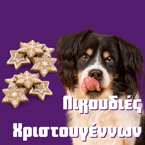 Χριστουγεννιάτικες λιχουδιές κατοικιδίων