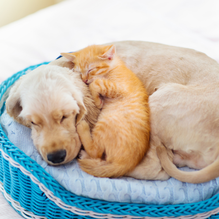 Μαξιλάρια και Στρώματα Σκύλου - Γάτας