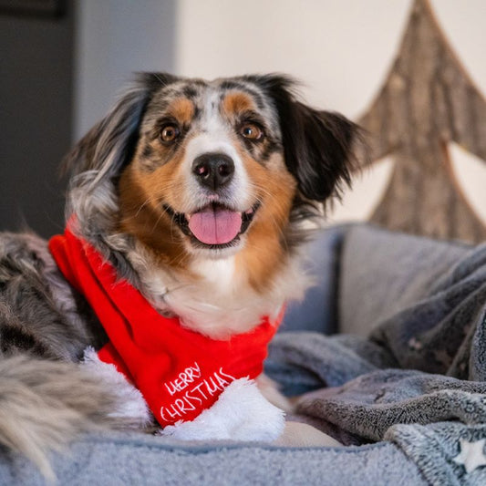 Χριστουγεννιάτικο Kασκόλ σκύλου Merry Christmas