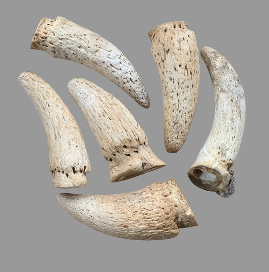 Λιχουδιά σκύλου Κέρατο COW MARROW HORN