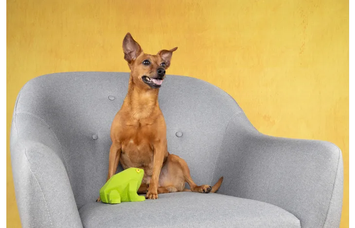 Παιχνίδι σκύλου Frog