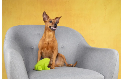 Παιχνίδι σκύλου Frog