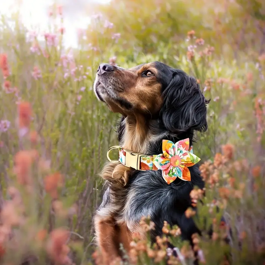 Περιλαίμιο σκύλου Floral Glow