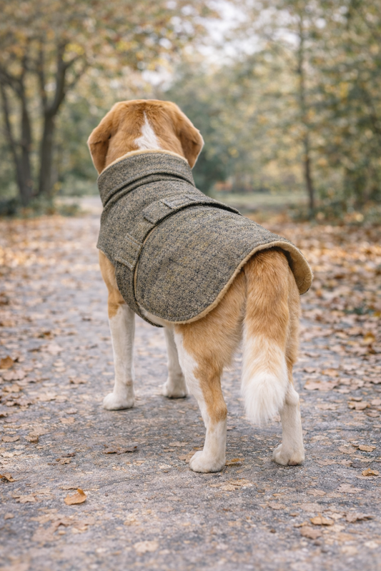 Ρούχο σκύλου αδιάβροχο SANVI Τweed BELT