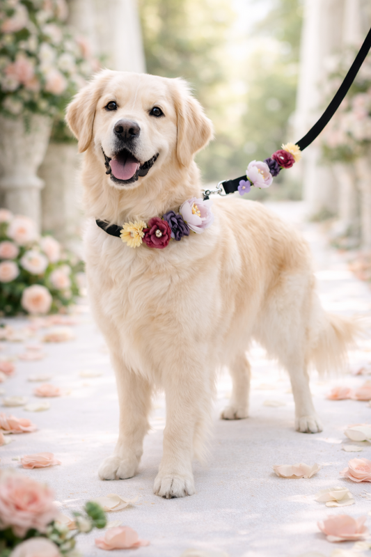 Σετ περιλαίμιο-οδηγός σκύλου ELEGANCE PD