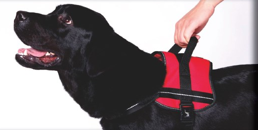 Petler επιστήθιο χειρισμού σκύλου Kόκκινο (Μ)
