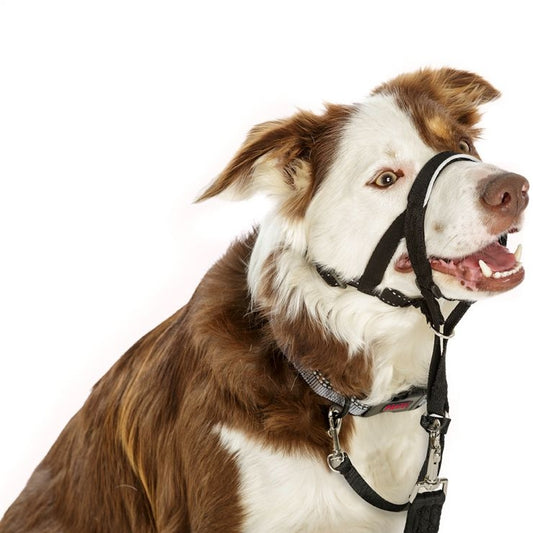 Halti Εκπαιδευτικό περιστόμιο σκύλου Headcollar