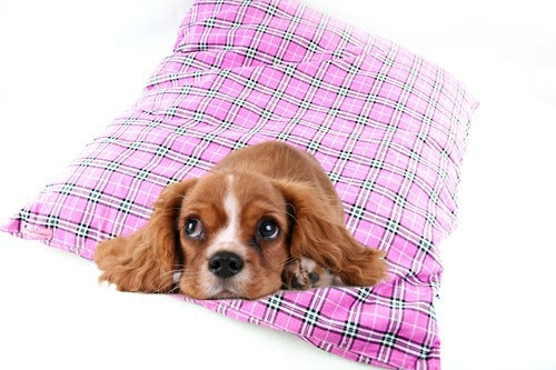 Μαξιλάρα σκύλου-γάτας Checkered Pink Light