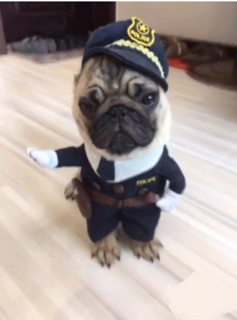Αποκριάτικη στολή σκύλου-γάτας Αστυνομικός